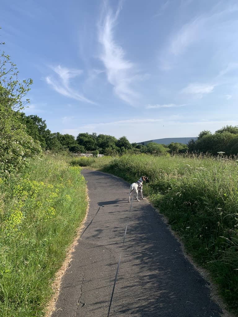 A dog enjoying a walk along the country path
